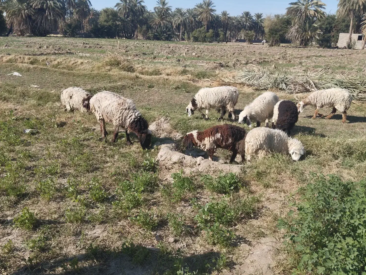۸ تا میش ماده چاق مالداری دو قلوزا یکی نر|حیوانات مزرعه|ایرانشهر, |دیوار