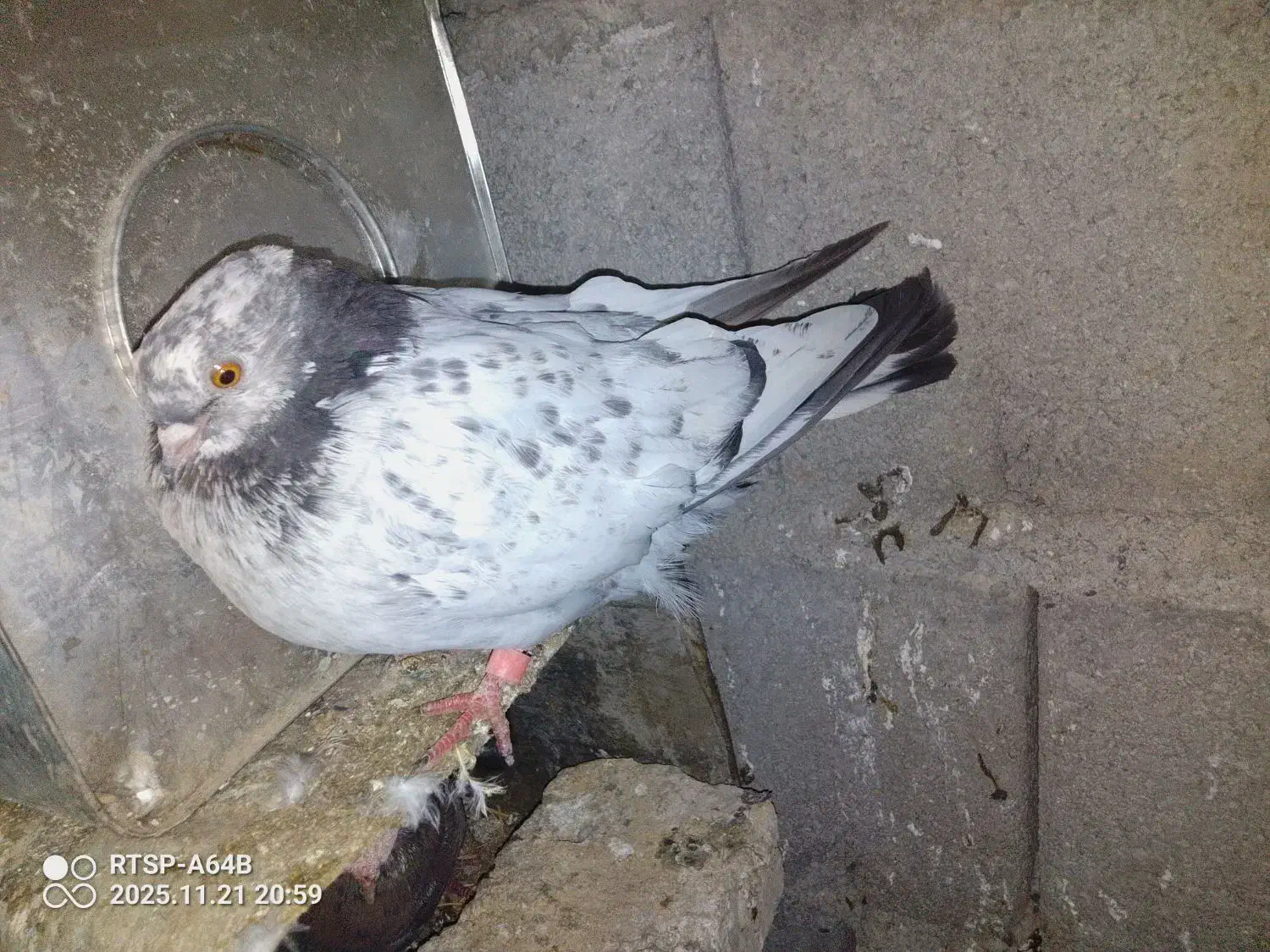 10 تا کفتر 2 میل یون|پرنده|سیلوانه, |دیوار