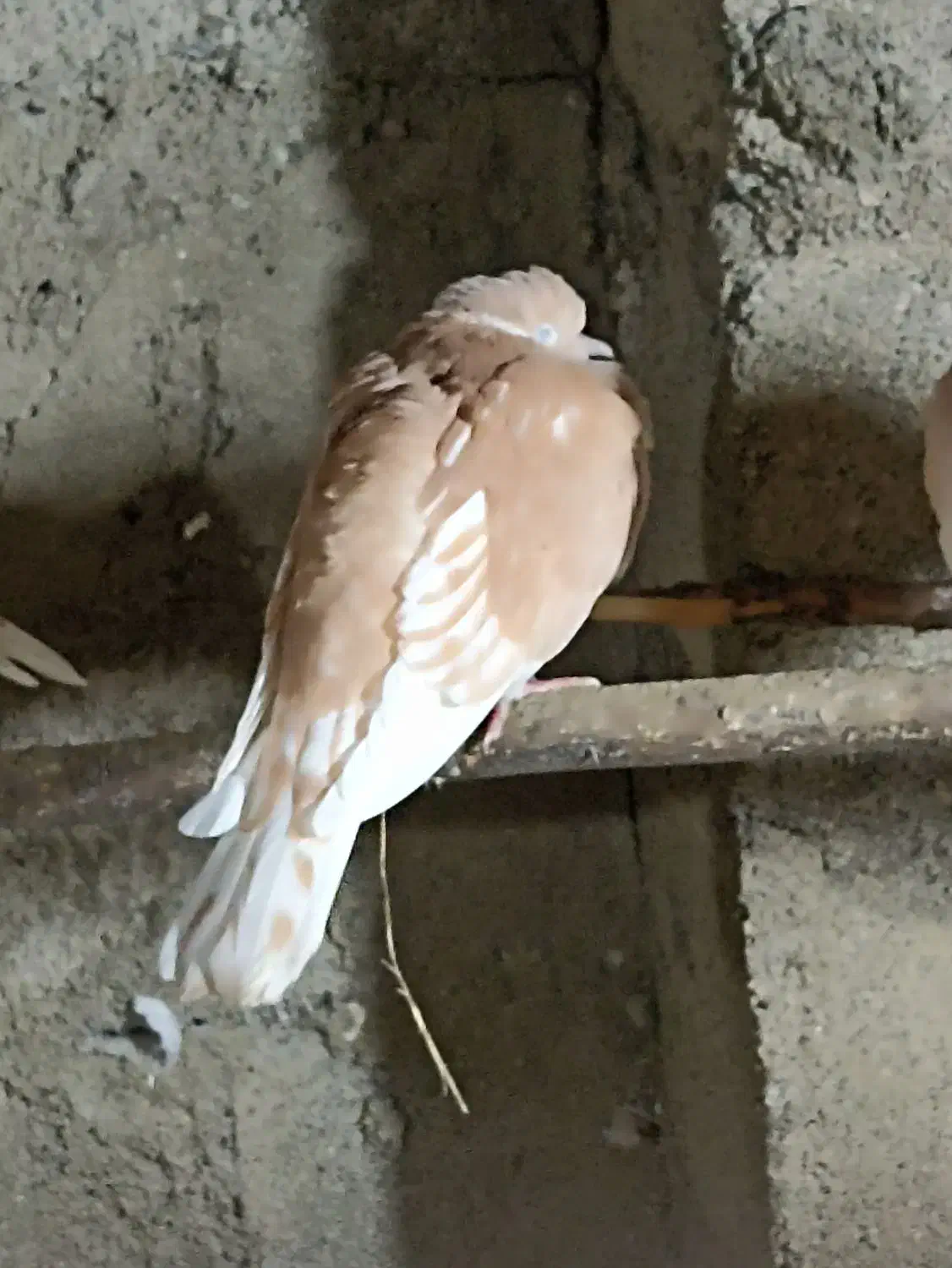 کبوتر|پرنده|تولم شهر, |دیوار