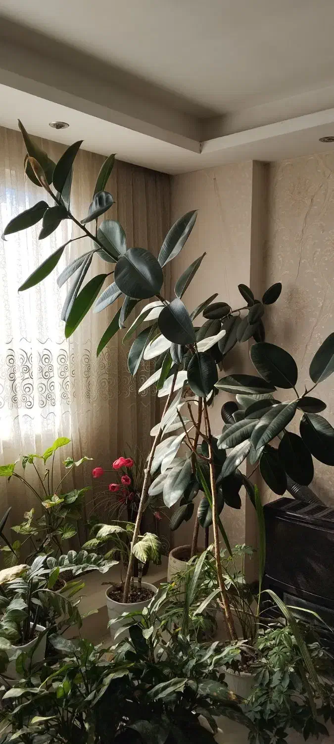 گل فیکوس سر حال قول پیکر|گل و گیاه طبیعی|مشهد, سرافرازان|دیوار