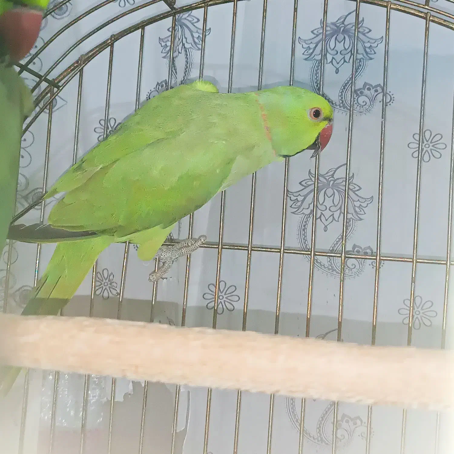 طوطی ملنگو نر|پرنده|شیراز, کوشک میدان|دیوار