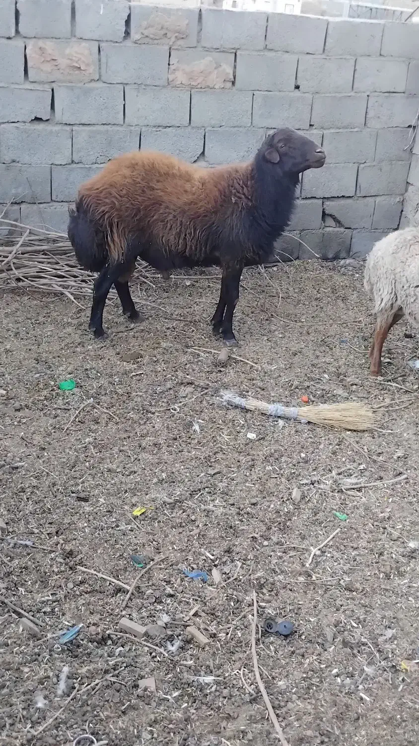 قوچ هترو|حیوانات مزرعه|جغتای, |دیوار