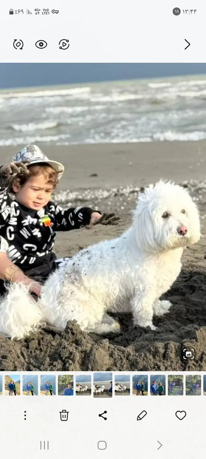 سگ شیتزو تریر گم شده|حیوانات|نشتارود, |دیوار