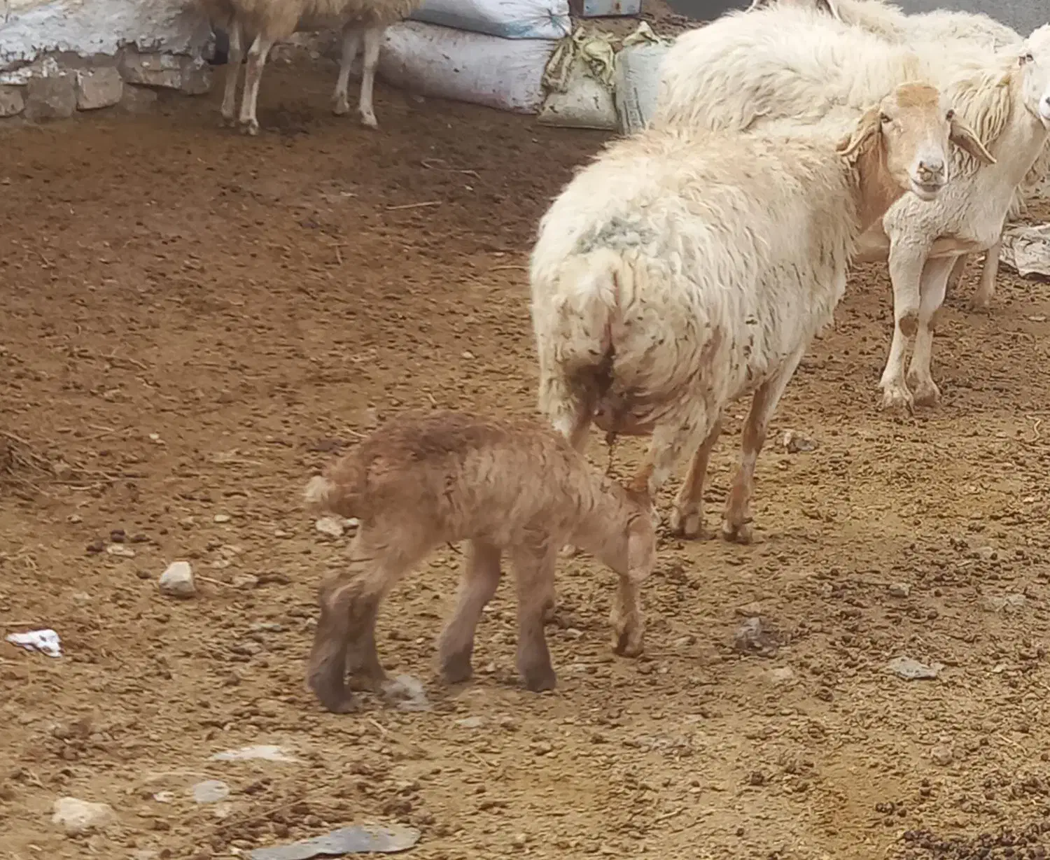میش و بره|حیوانات مزرعه|بجنورد, |دیوار