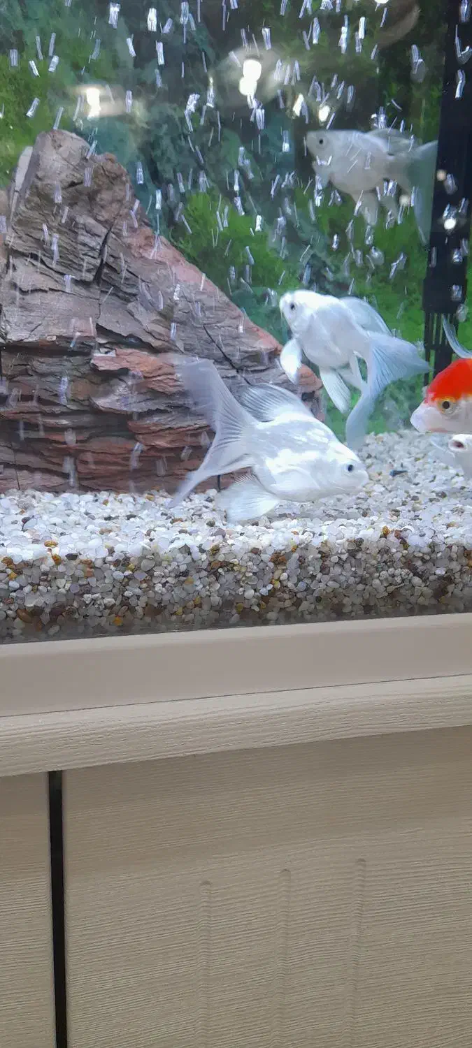 کوی شورت بادی وارداتی|ماهی|نجف‌آباد, فاز ۴ شهرک آزادگان|دیوار