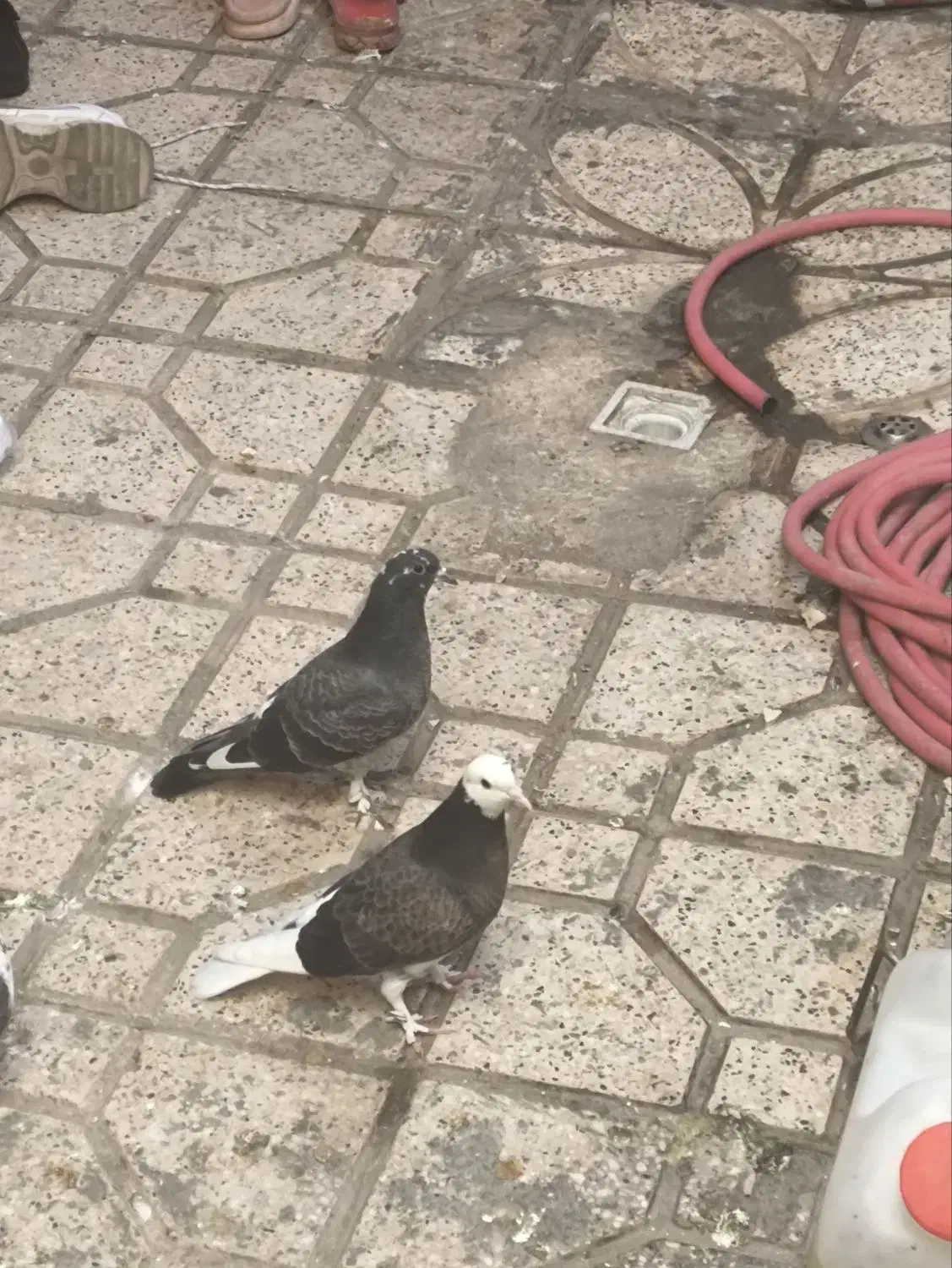 کبوتر|پرنده|مشهد, بهمن|دیوار