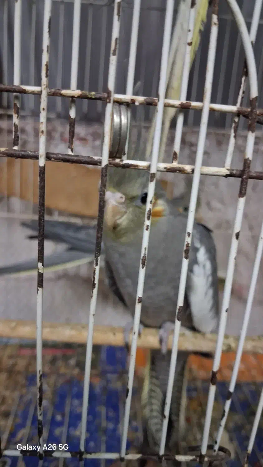 عروس هلندی|پرنده|رشت, خرسندی|دیوار