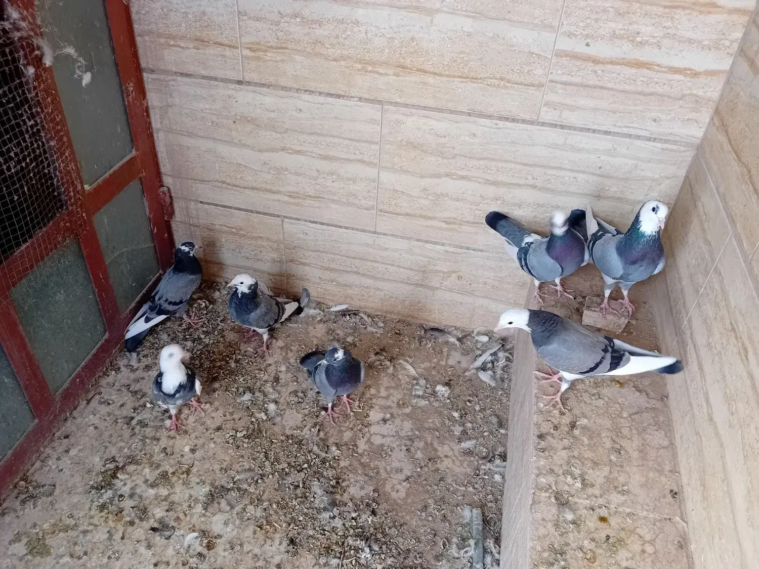 ۷ عدد شازده سبز|پرنده|اردکان, |دیوار