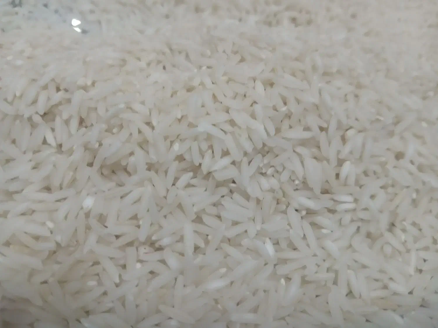 برنج هاشمی|خوردنی و آشامیدنی|رشت, حمیدیان|دیوار