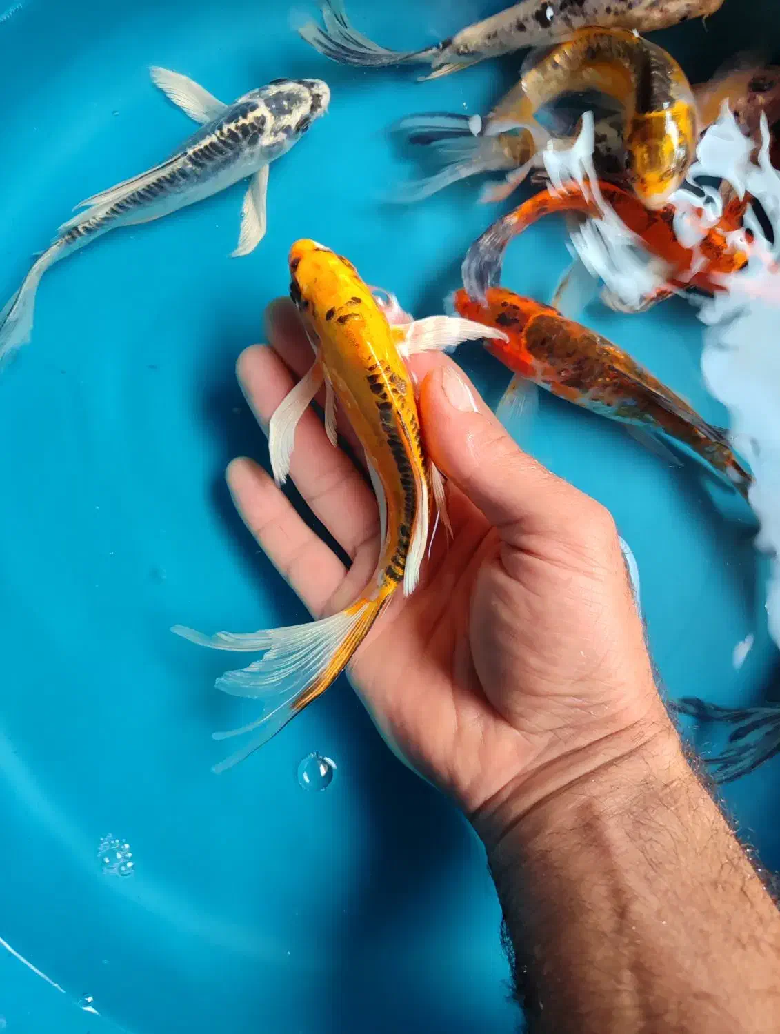 9عدد ماهی کوی سوپر باله|ماهی|خمینیشهر, |دیوار