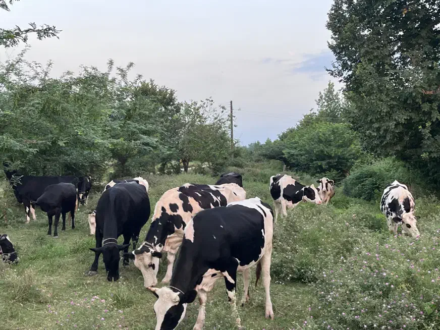 فروش گاو. و کوساله|حیوانات مزرعه|فومن, |دیوار