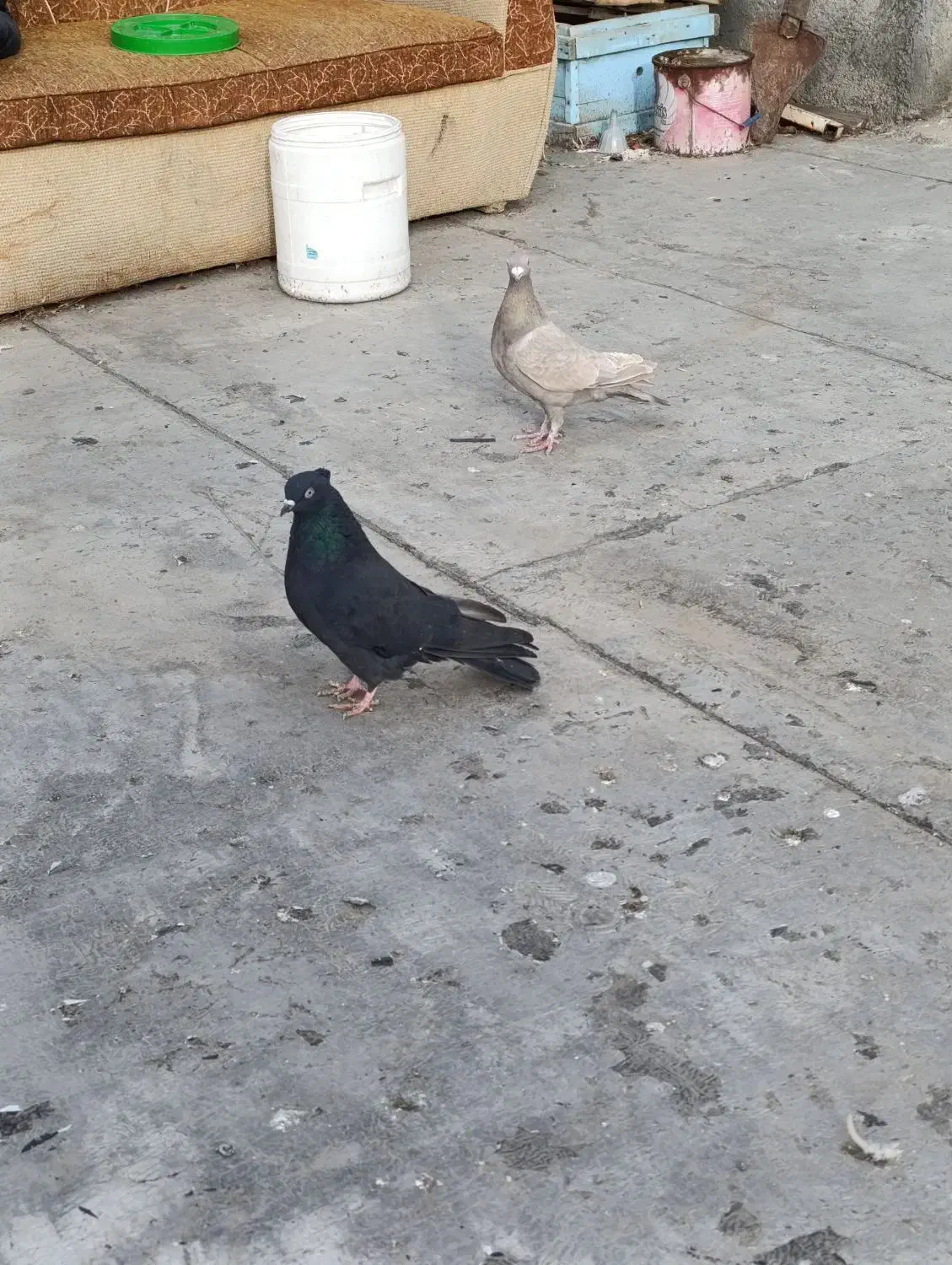 2عددکبوترماده یه نامه برقهوه ای وه یه سیاهکاکل میخ|پرنده|سنندج, |دیوار