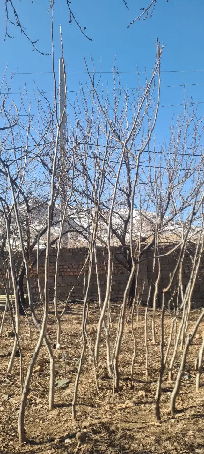 نهال گردو|خدمات باغبانی و درختکاری|قیدار, |دیوار