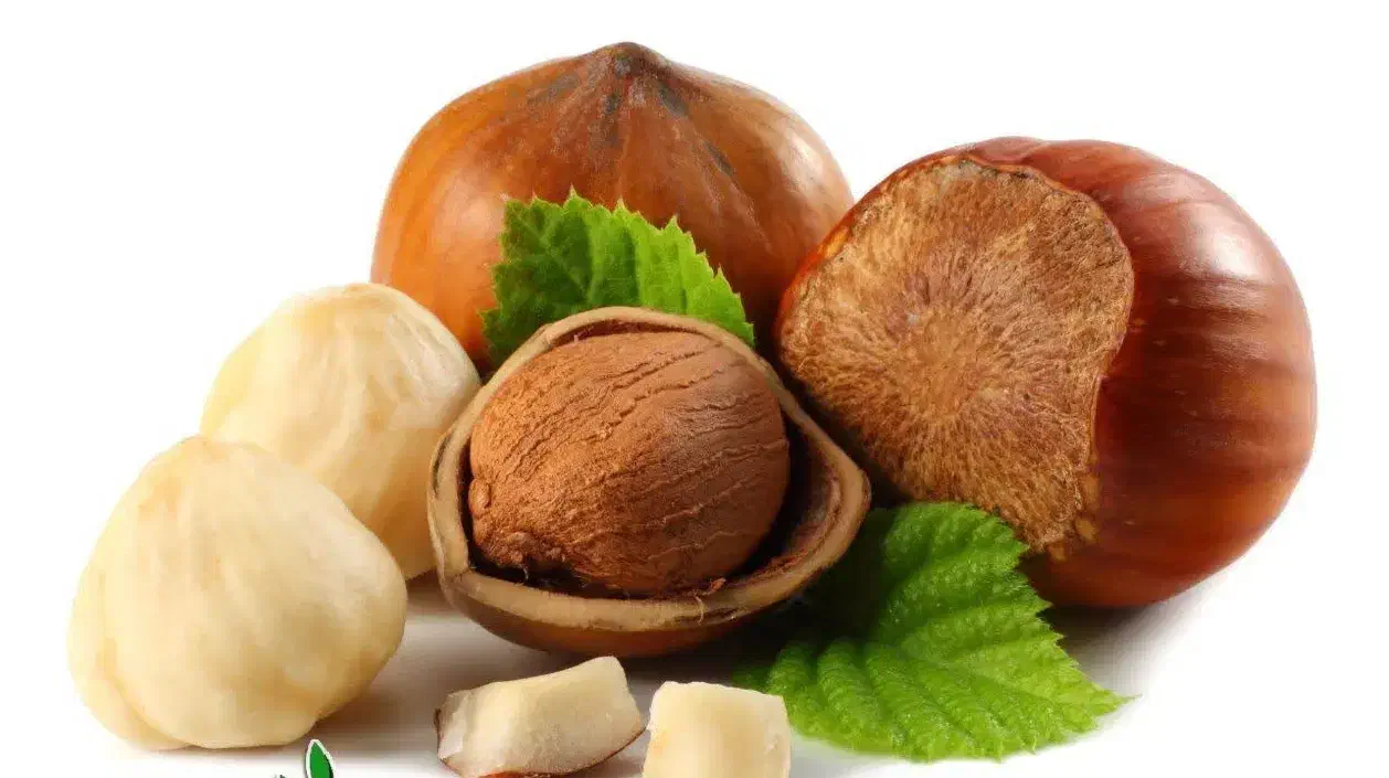 عرضه نهال فندق فرتیل دوکاتارد پربار|خدمات باغبانی و درختکاری|قروه, |دیوار