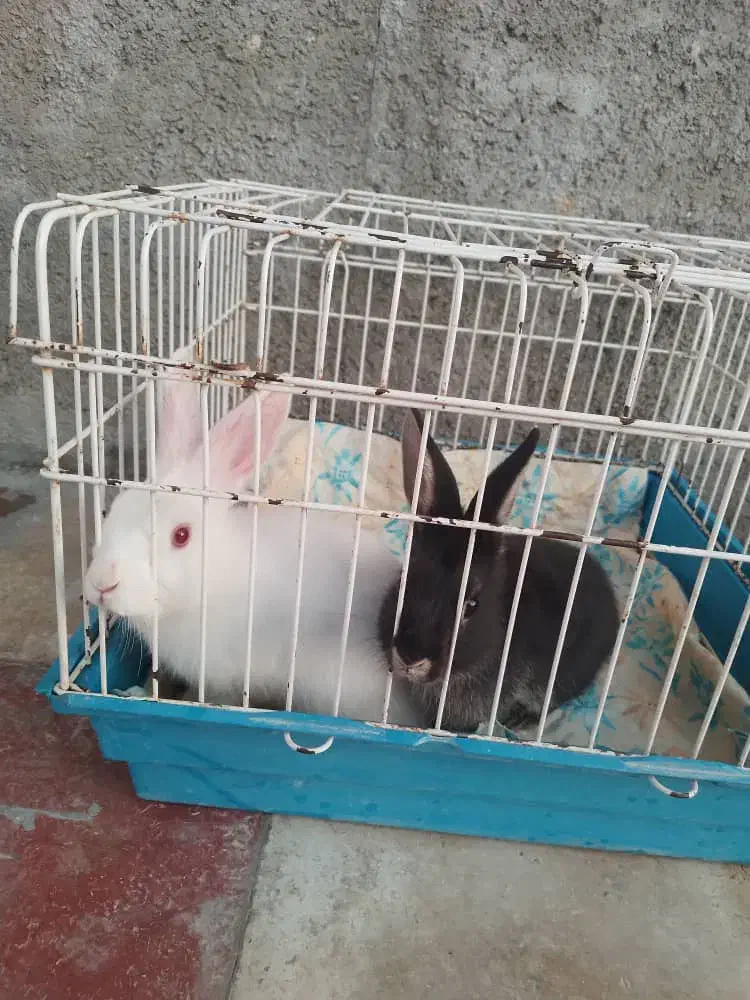 یکجفتخرگوشسیصدهزارتومان.چهارعددچرگوشدهروزه|موش و خرگوش|کازرون, |دیوار