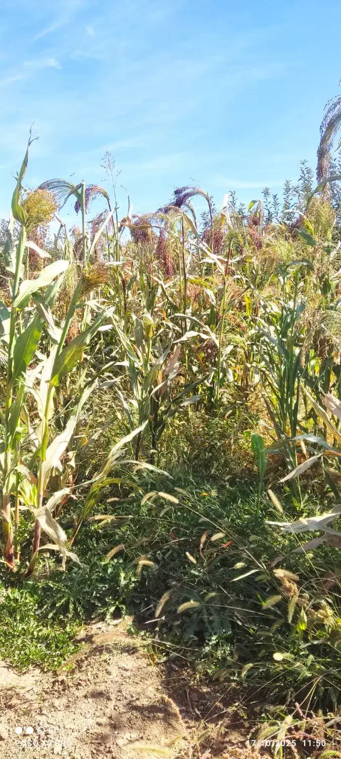 محصولات کشاورزی|لوازم نظافت|زنجان, |دیوار