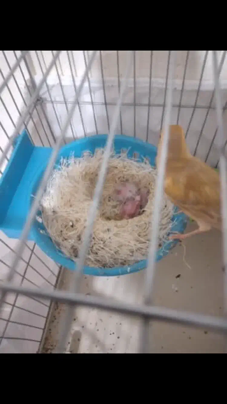 جفت قناری با جوجه|پرنده|خورموج, |دیوار