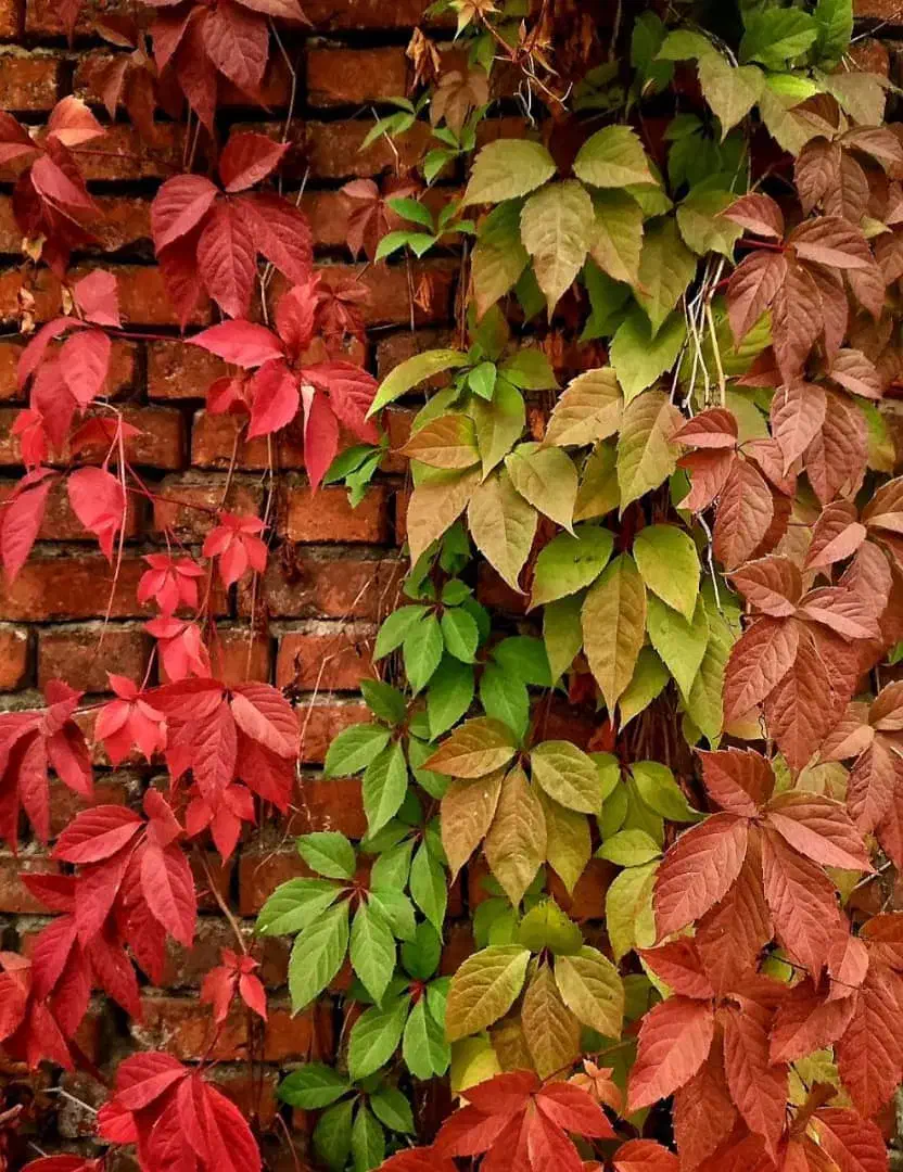 کت و دامن|لباس|جهرم, |دیوار