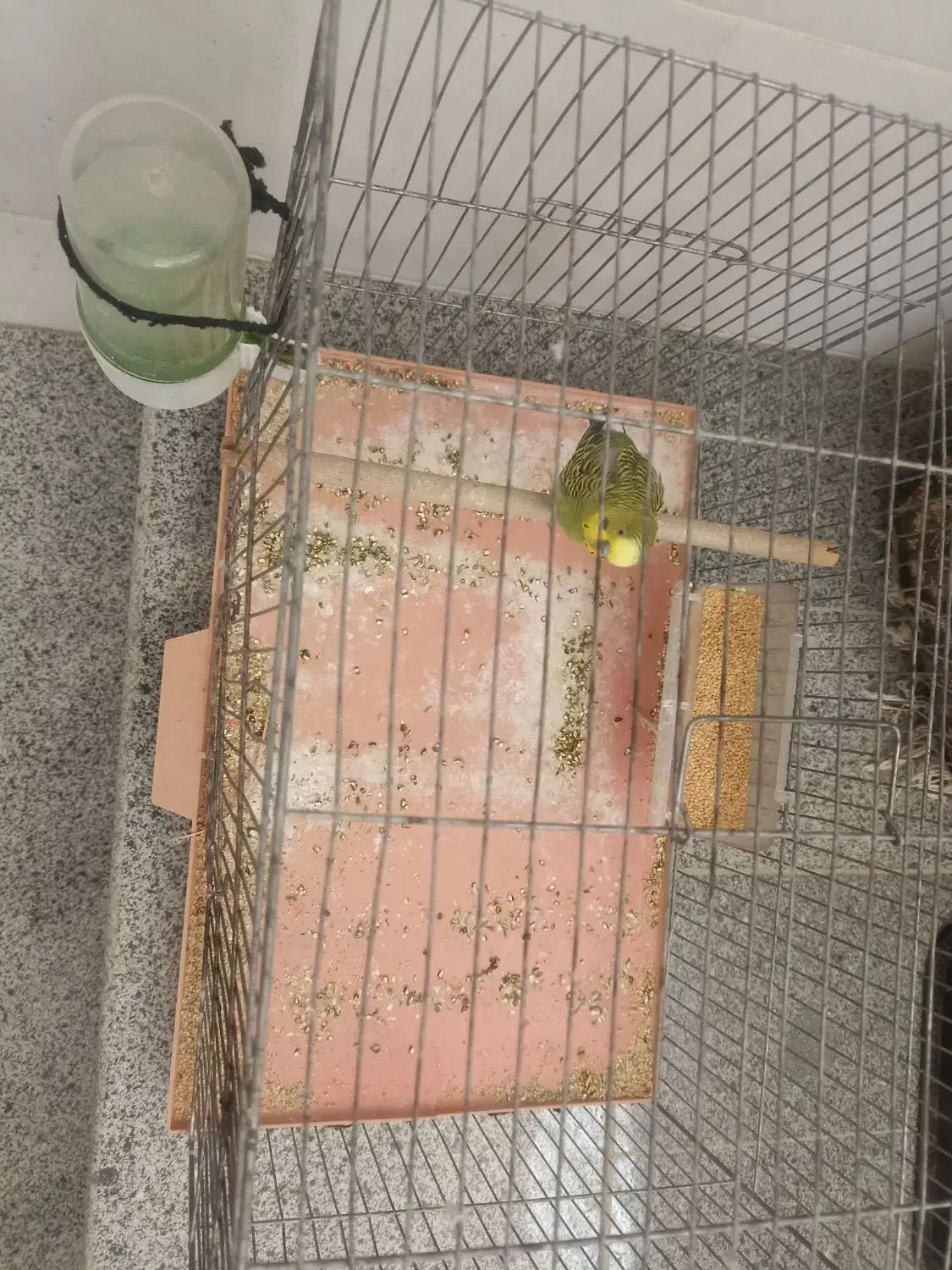 عروس هلندی مرغ عشق|پرنده|شاهین‌شهر, گزبرخوار|دیوار