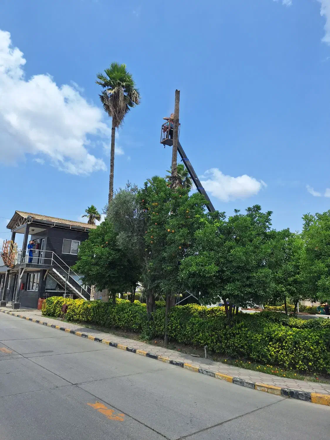 قطع درخت|خدمات باغبانی و درختکاری|گنبد کاووس, |دیوار