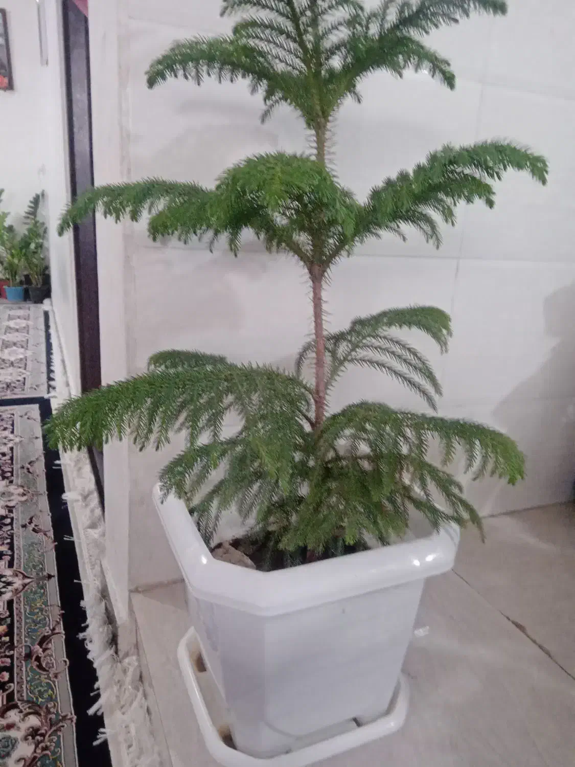 کاج مطبق|گل و گیاه طبیعی|سرپل ذهاب, |دیوار