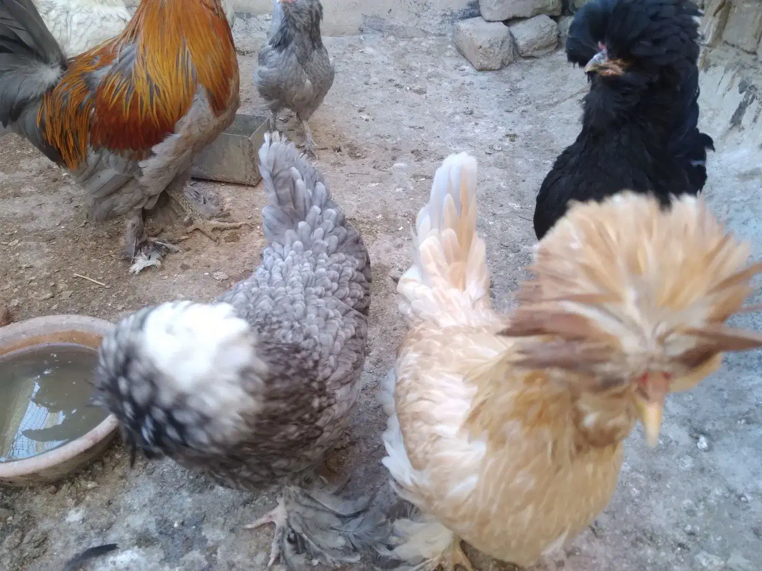 مرغ کرچ خریدارم|حیوانات مزرعه|قم, باجک یک|دیوار