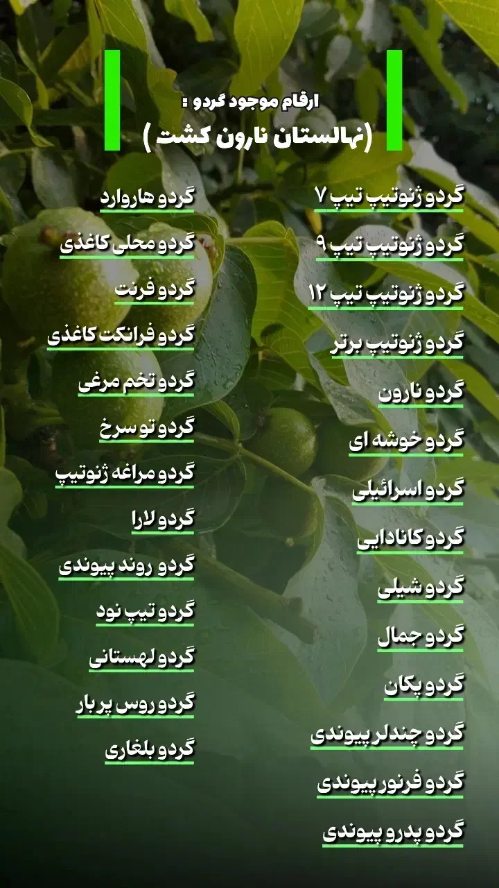 ـ نهال گردوی پربار و اصیل|خدمات باغبانی و درختکاری|سنندج, |دیوار