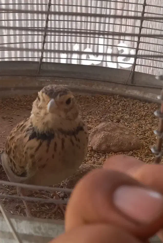 طغرا یا سهره خاکی|پرنده|کرمان, |دیوار