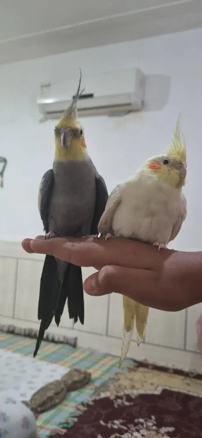 عروس هلندی|پرنده|لامرد, |دیوار