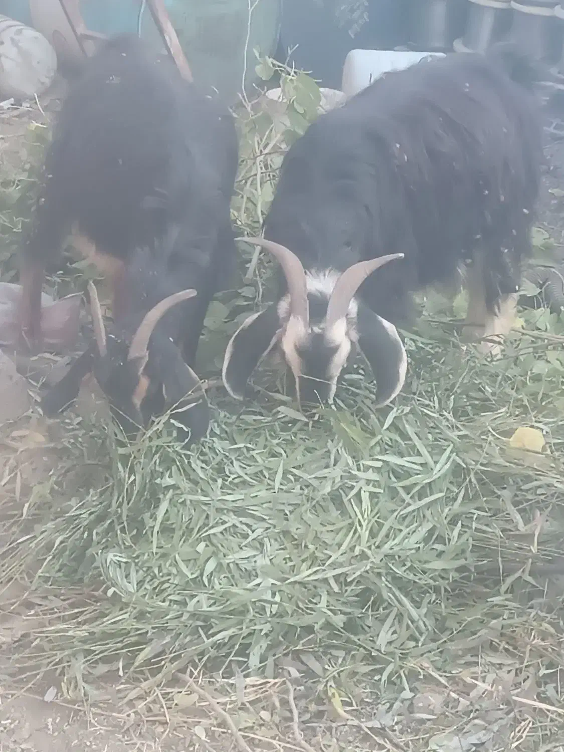 بز جوان|حیوانات مزرعه|الوند, |دیوار