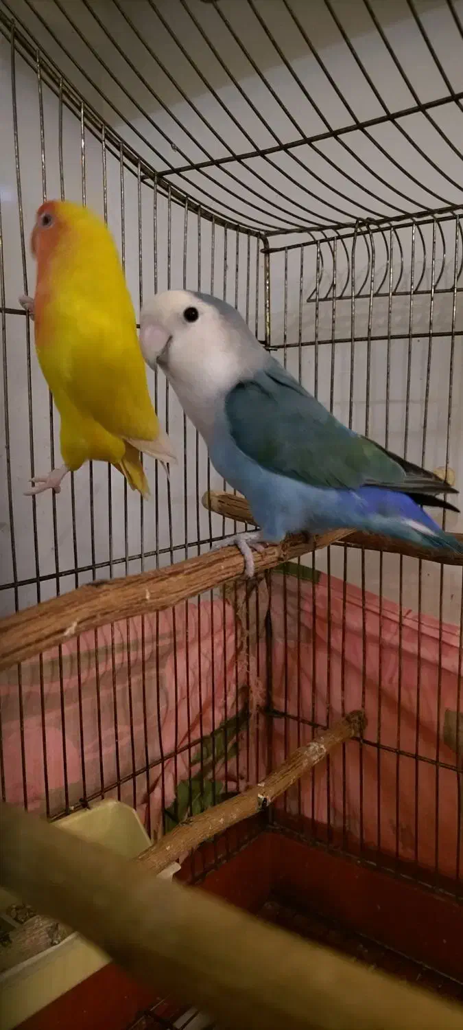 طوطی برزیلی|پرنده|تهران, باشگاه نفت|دیوار