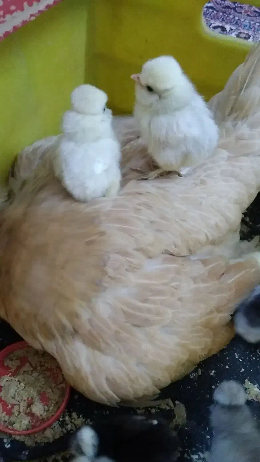 سلطان .زینتی.تخم .نطفه دار.مرغ|حیوانات مزرعه|قم, نوبهار|دیوار