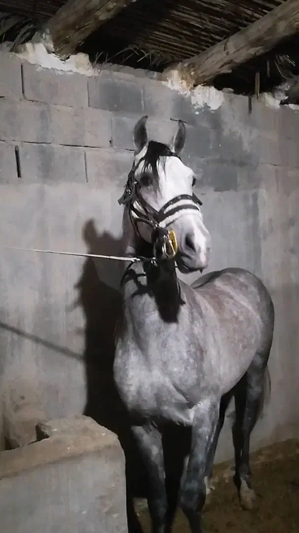 نریون ابرش سواری دار درجه یک|اسب و تجهیزات اسب‌سواری|لامرد, |دیوار