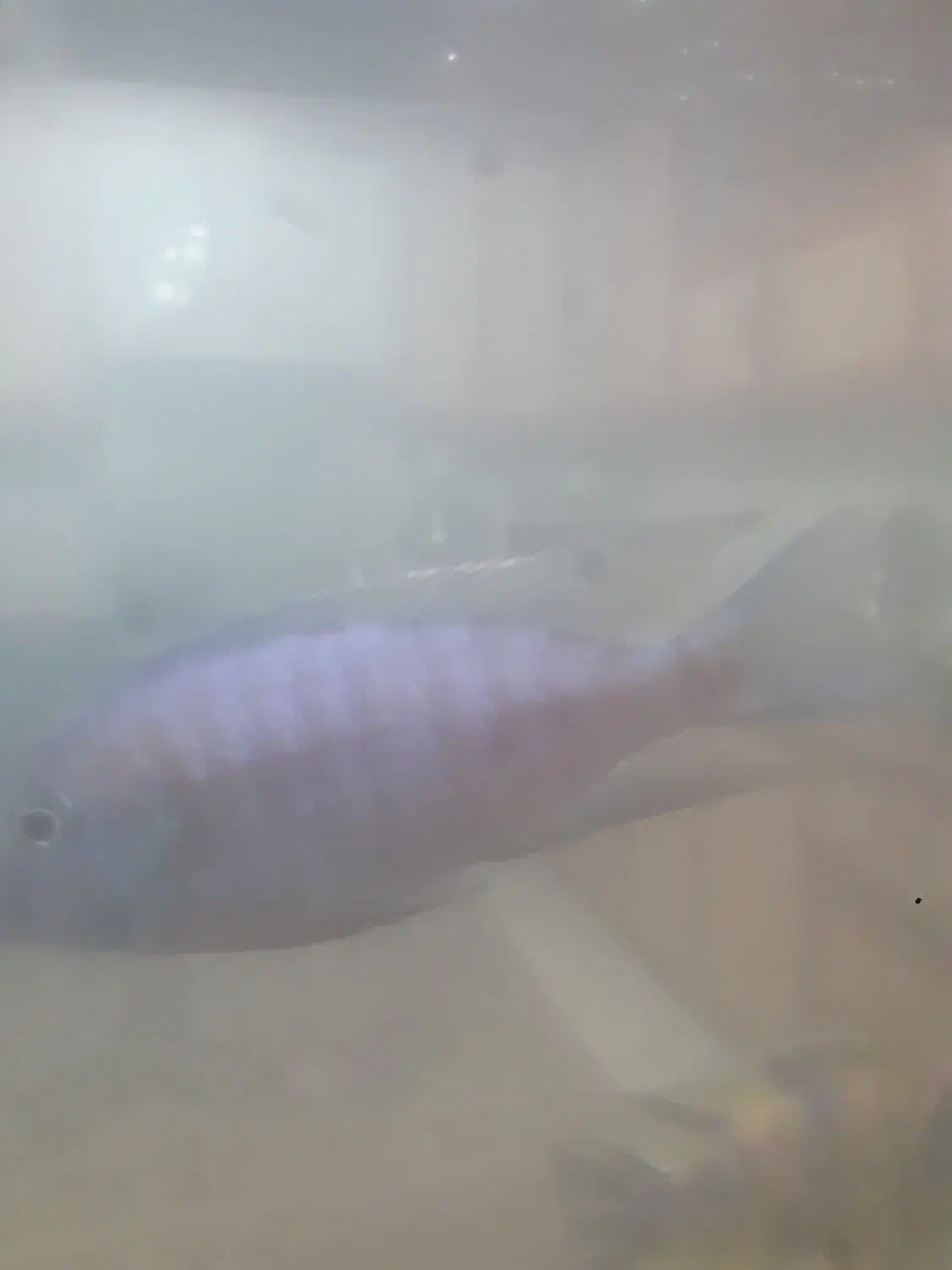 تعداد ۷ عدد ماهی گوشتخوار|ماهی|کرج, شهرک امام رضا (ع)|دیوار