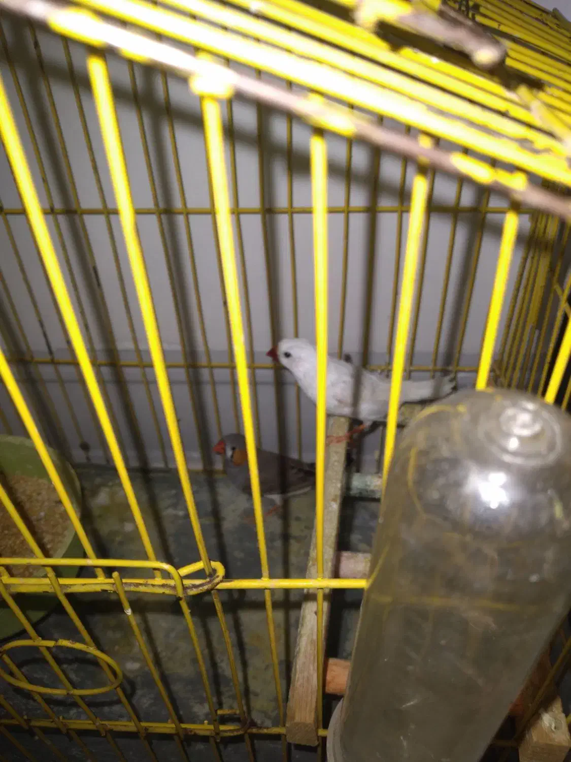 یک جفت فنچ با قفس۳۵۰|پرنده|بم, |دیوار