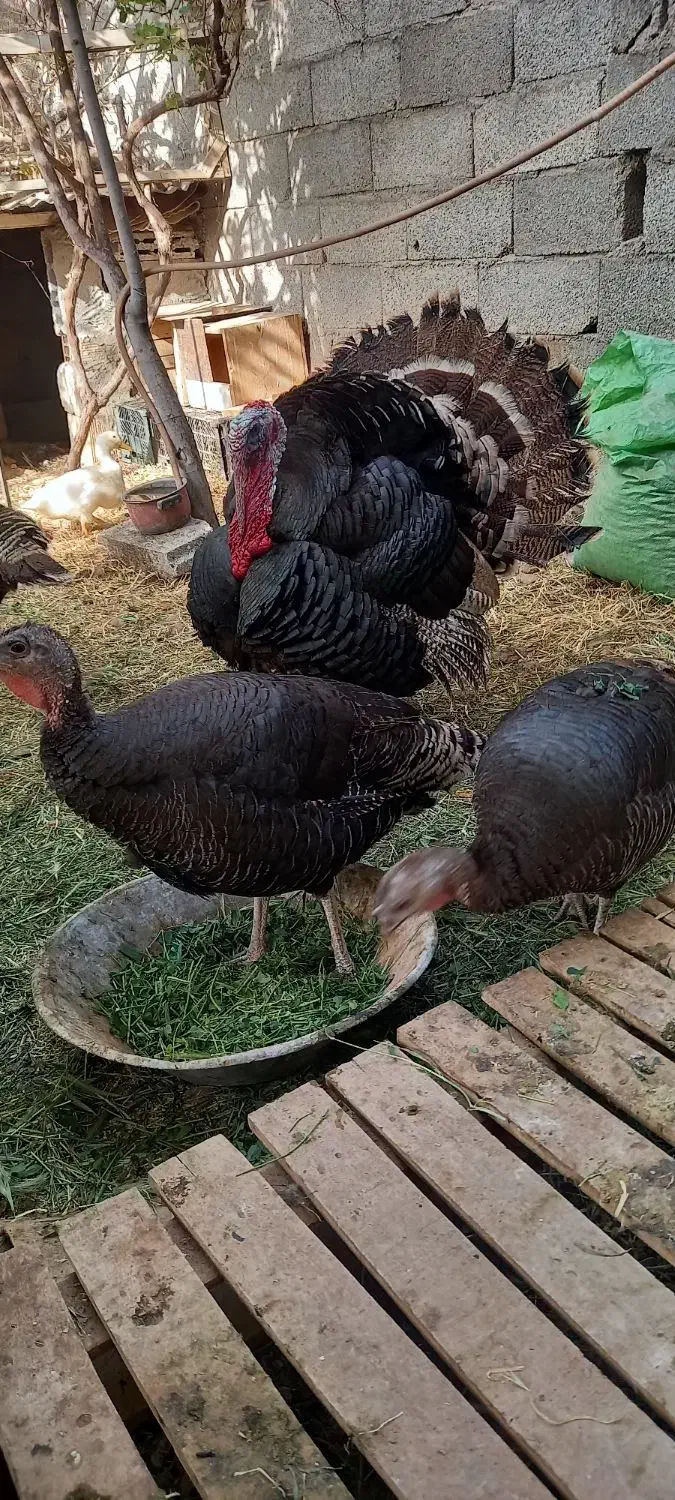 بوقلمون ماده برنز|حیوانات مزرعه|زرندیه, |دیوار