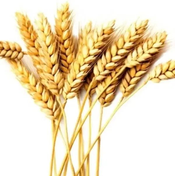 سنگک|عمده‌فروشی|یاسوج, |دیوار