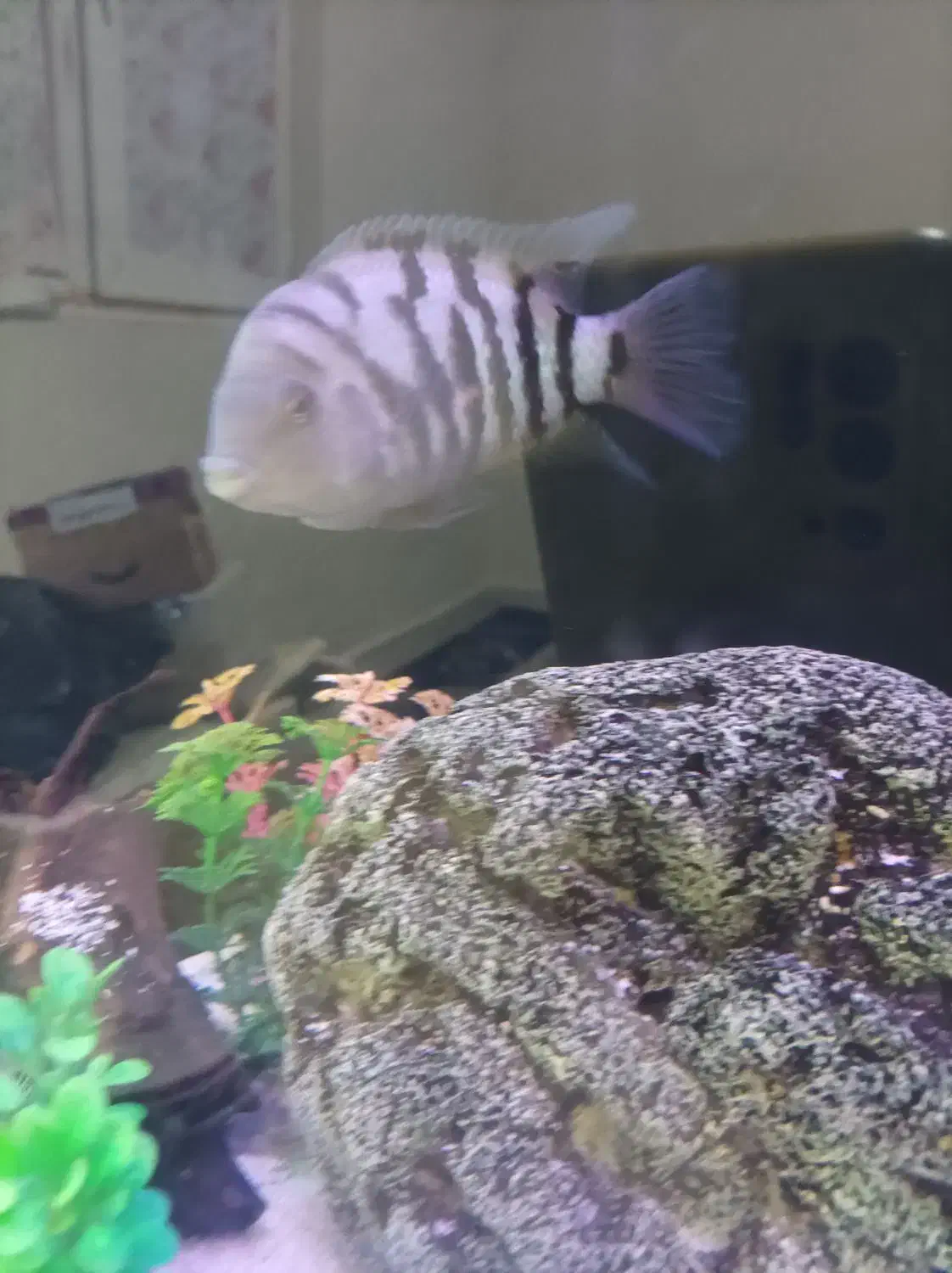 آکواریوم ۸۰ سانتی و ماهی|ماهی|پرند, فاز ۶|دیوار