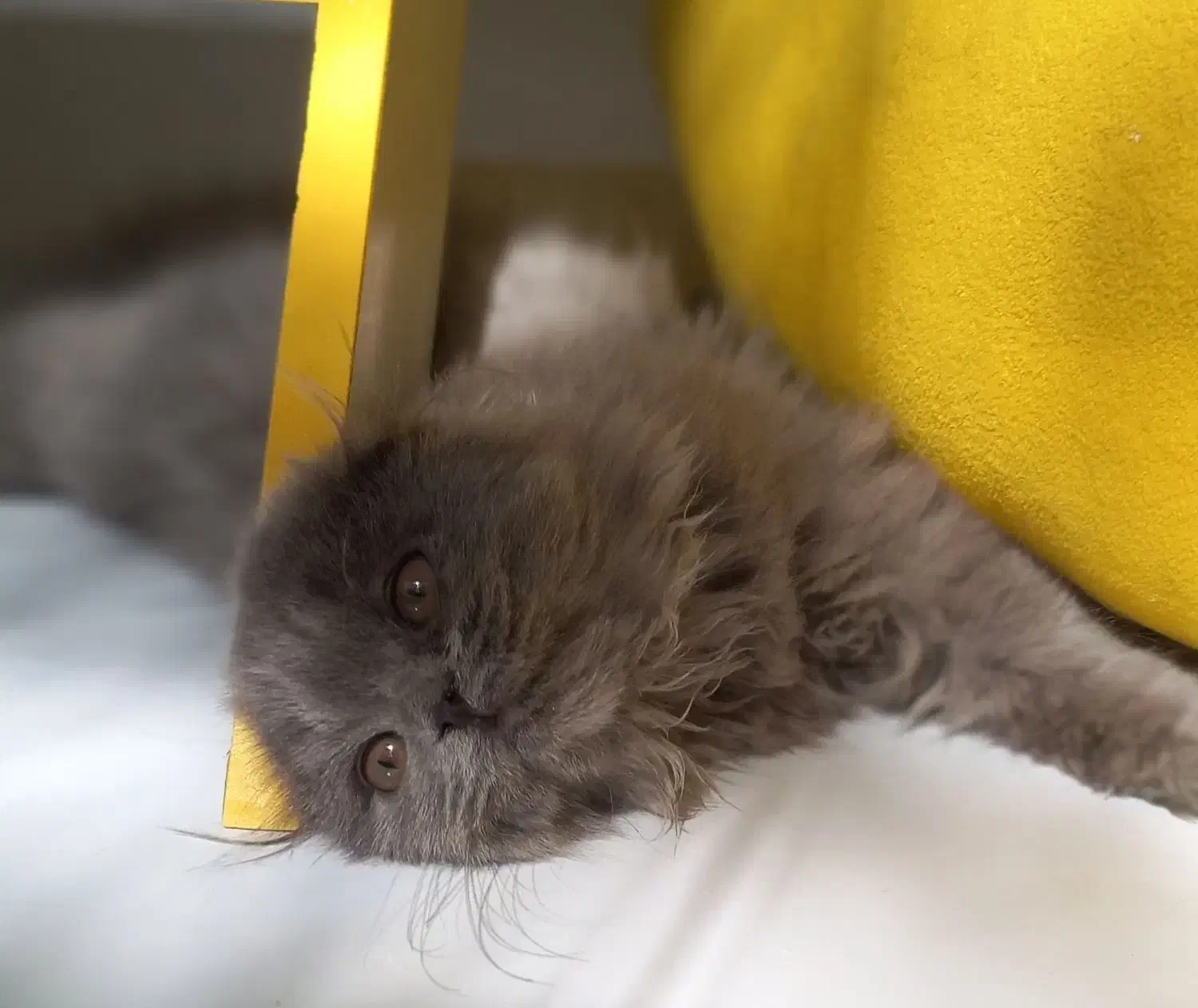 سگ های جیبی و مینیاتوری و گربه های خانگی|سگ|تبریز, |دیوار