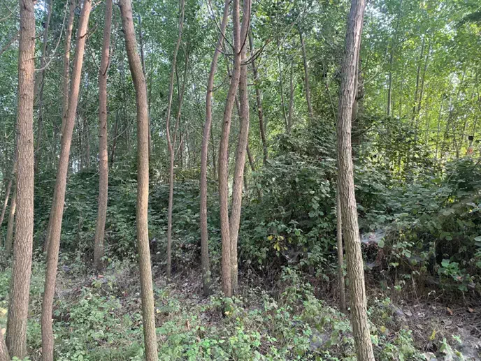 ۴۰۰ متر زمین باغی رودبنه لاهیجان|فروش زمین و ملک کلنگی|رودبنه, |دیوار