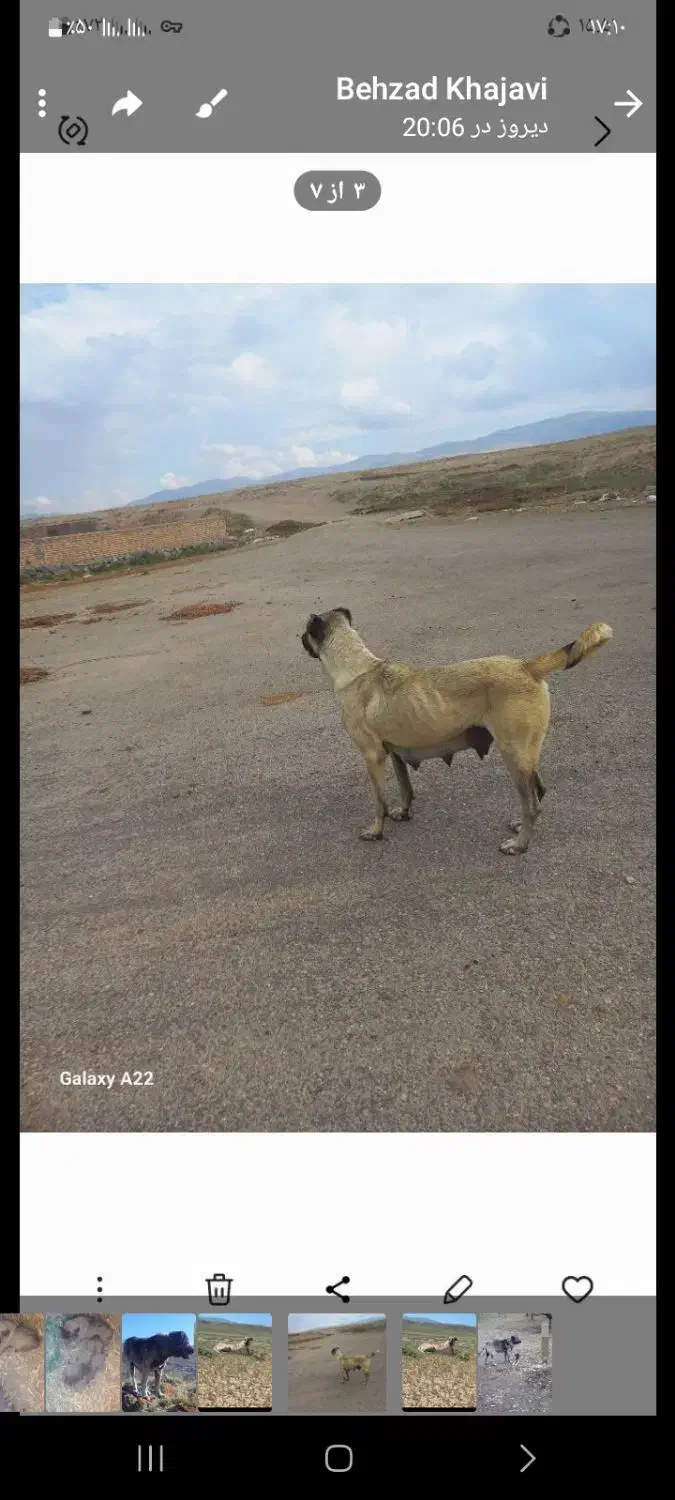 سگسرابی|سگ|سراب, |دیوار