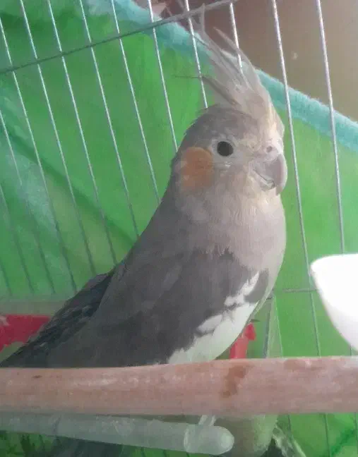 عروس هلندی جفت|پرنده|سبزوار, زینبیه|دیوار