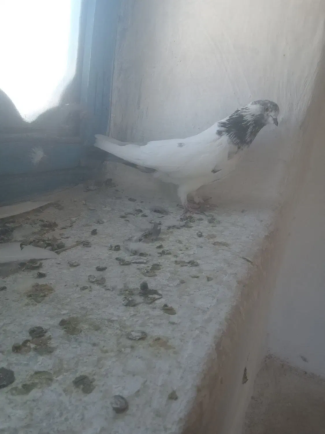 5 عدد کبوتر پرشی ساعت بالا|پرنده|بوکان, |دیوار