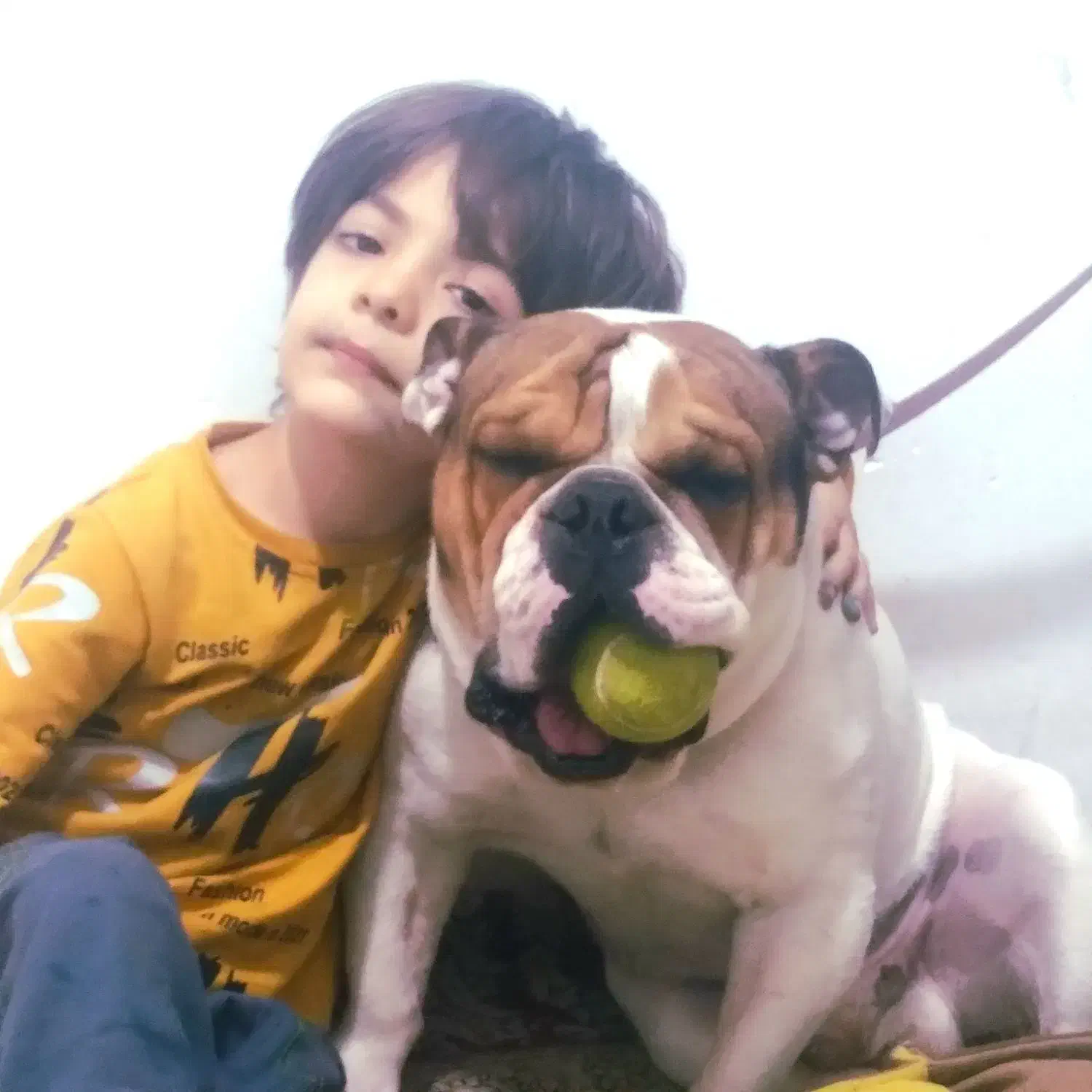 انگلیش بولداک وارداتی|سگ|چهاردانگه (تهران), |دیوار