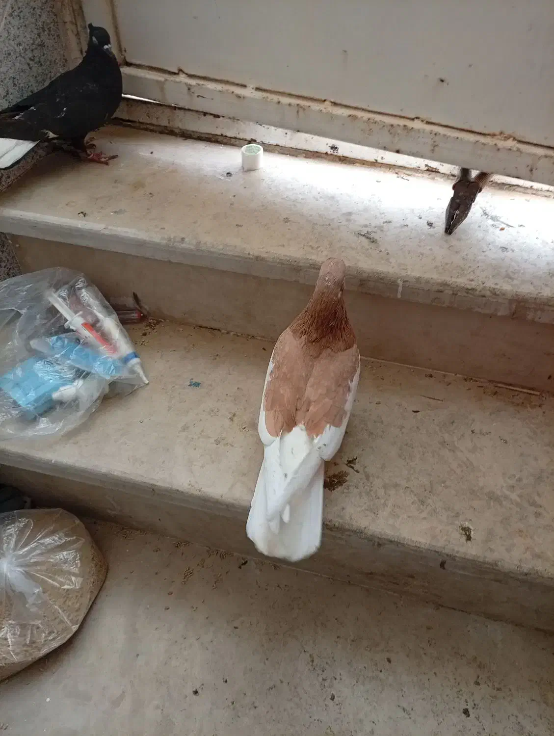 یال، اشعل، سیاه|پرنده|بندر ماهشهر, |دیوار