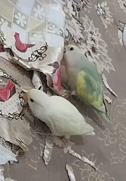 جفت کوتوله برزیلی و۲ عدد جوجه|پرنده|حمیدیا, |دیوار