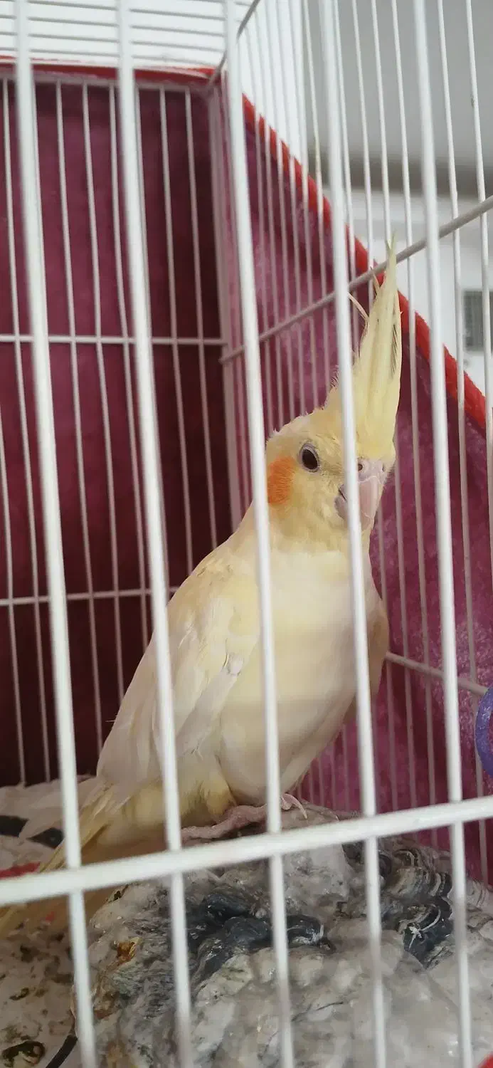 عروس هلندی نر|پرنده|تربت جام, میان جام|دیوار