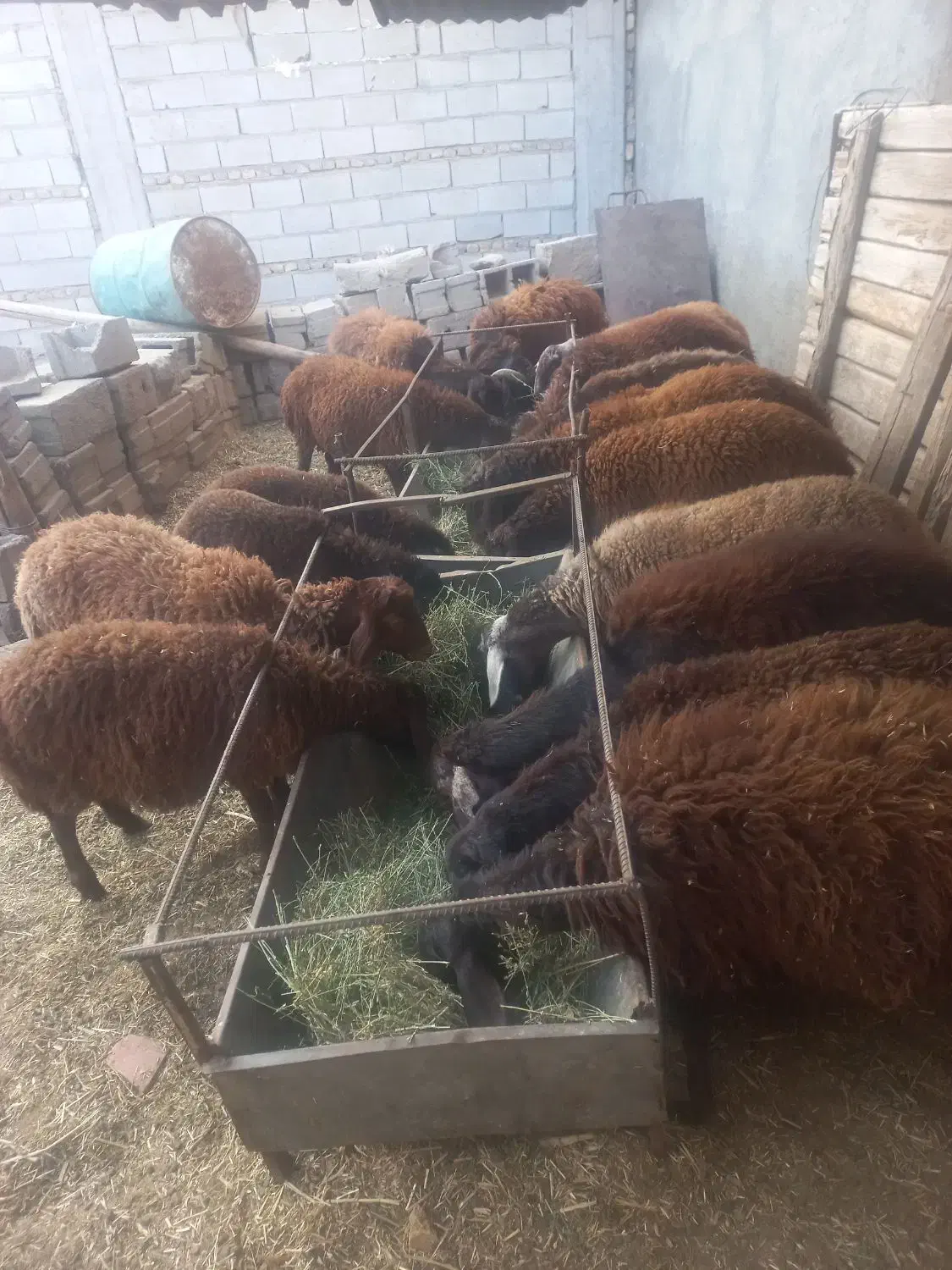 خرید وفروش گاو وگوساله گوسفند نرو و..‌.|حیوانات مزرعه|تبریز, |دیوار