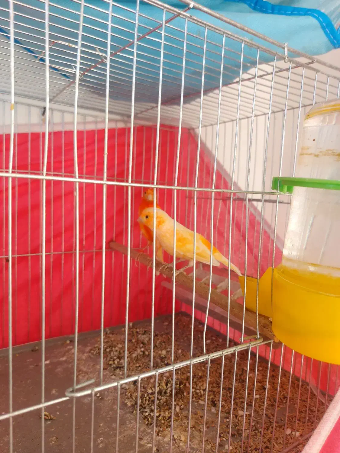 قناری|پرنده|مبارکه, |دیوار