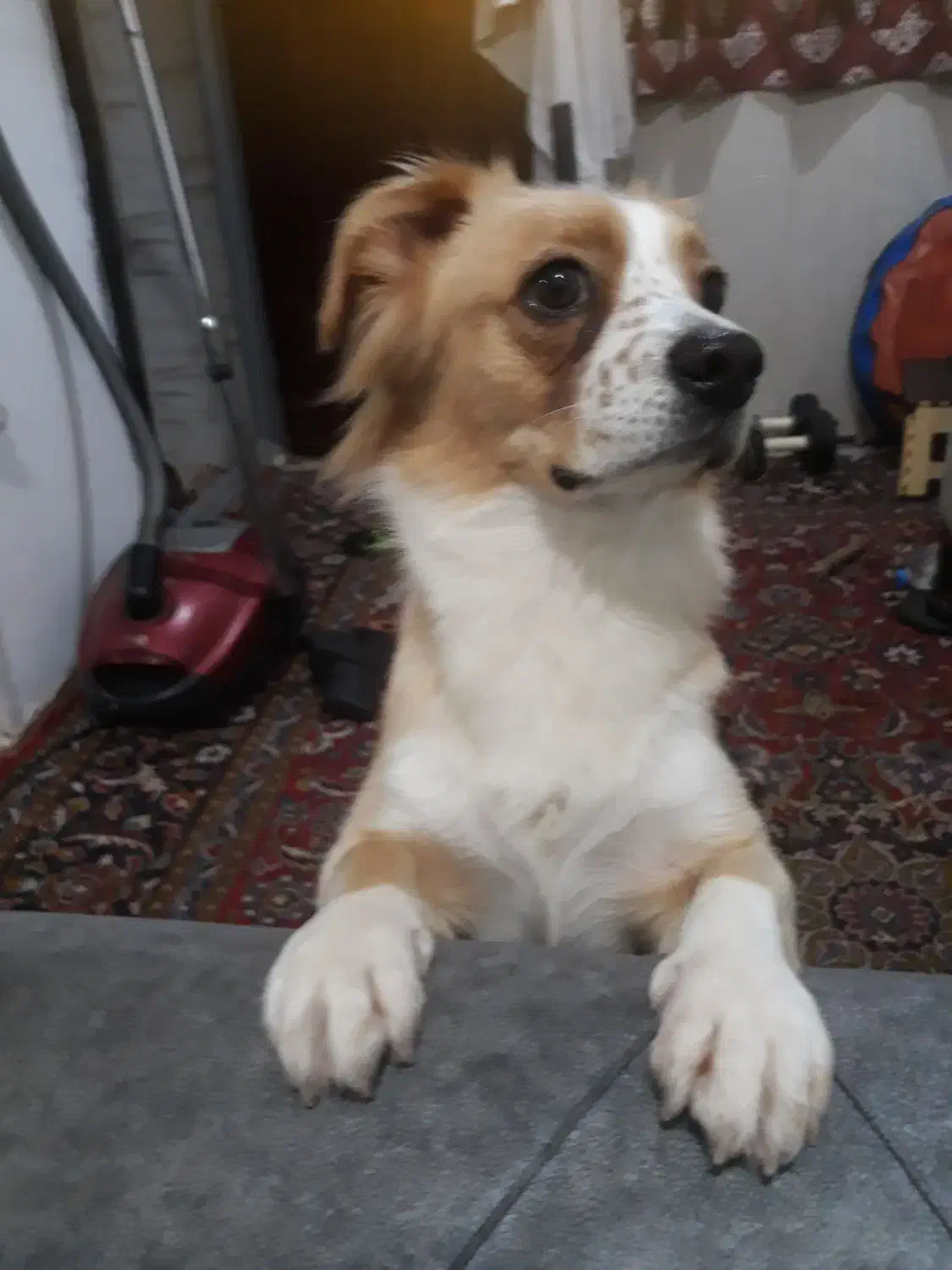 سگ اشپیتز یکساله|سگ|رشت, اسماعیل آباد|دیوار